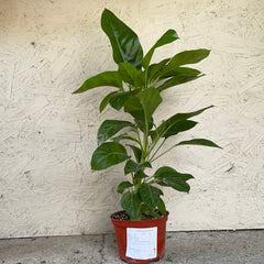 Schefflera Alpine