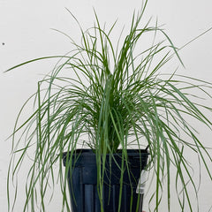 Nassella (Stipa) cernua