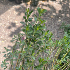 Baccharis pilularis consanguinea (Coyote Bush)