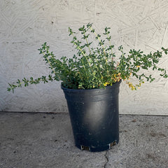 Frankenia salina, Alkali Heath