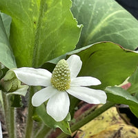 Anemopsis californica, Yerba Mansa Flower