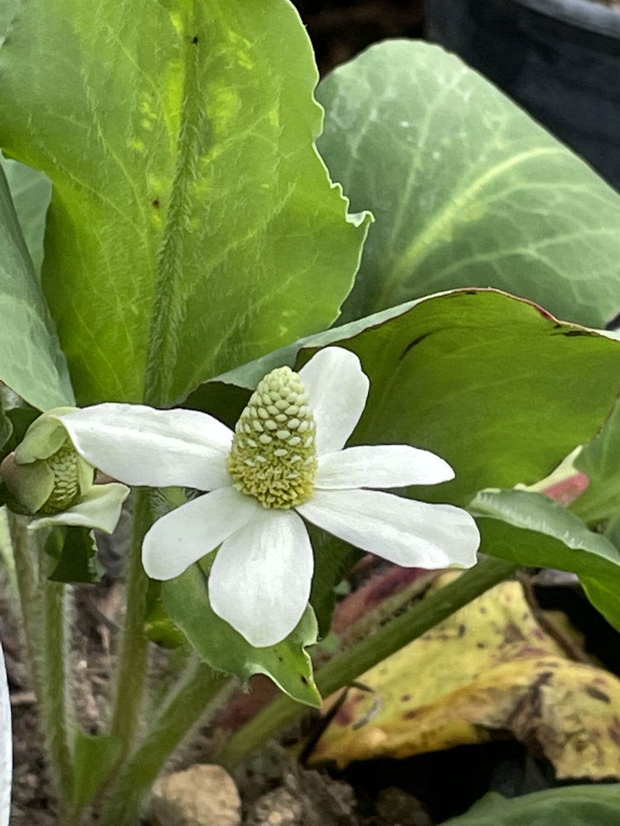Anemopsis californica, Yerba Mansa Flower