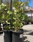 Protea cynaroides, King Protea 5 Gallon