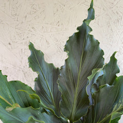 Anthurium plowmanii
