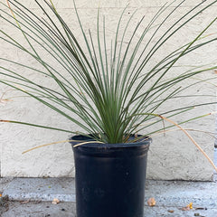 Dasylirion longissimum (Mexican Grass Tree)