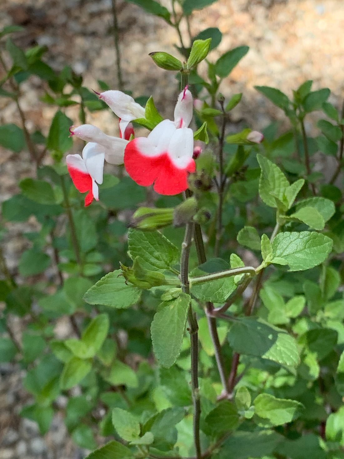 red lip flower seeds Salvia microphylla 'Hot Lips' – Plant Material