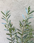 Leucadendron meridianum More Silver