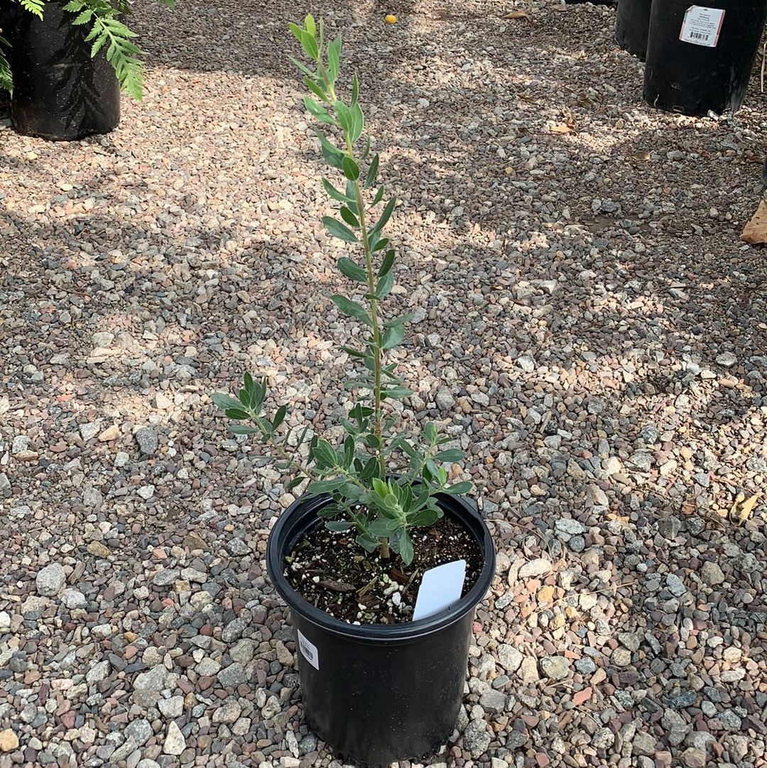 Arctostaphylos densiflora 'Sentinel'