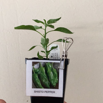 Organic Shisito Pepper