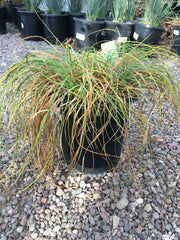 Carex praegracilis