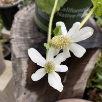 Anemopsis californica, Yerba Mansa White Flowers