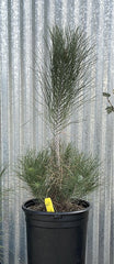 Pinus coulteri, Coulter Pine