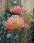 Leucospermum Goldfinger