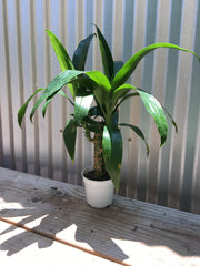 Dracaena Elegance Lisa