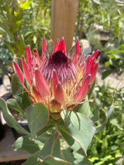 Protea Susanne