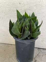 Sansevieria Hahnii