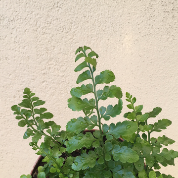 Asplenium parvati (Mother Fern)