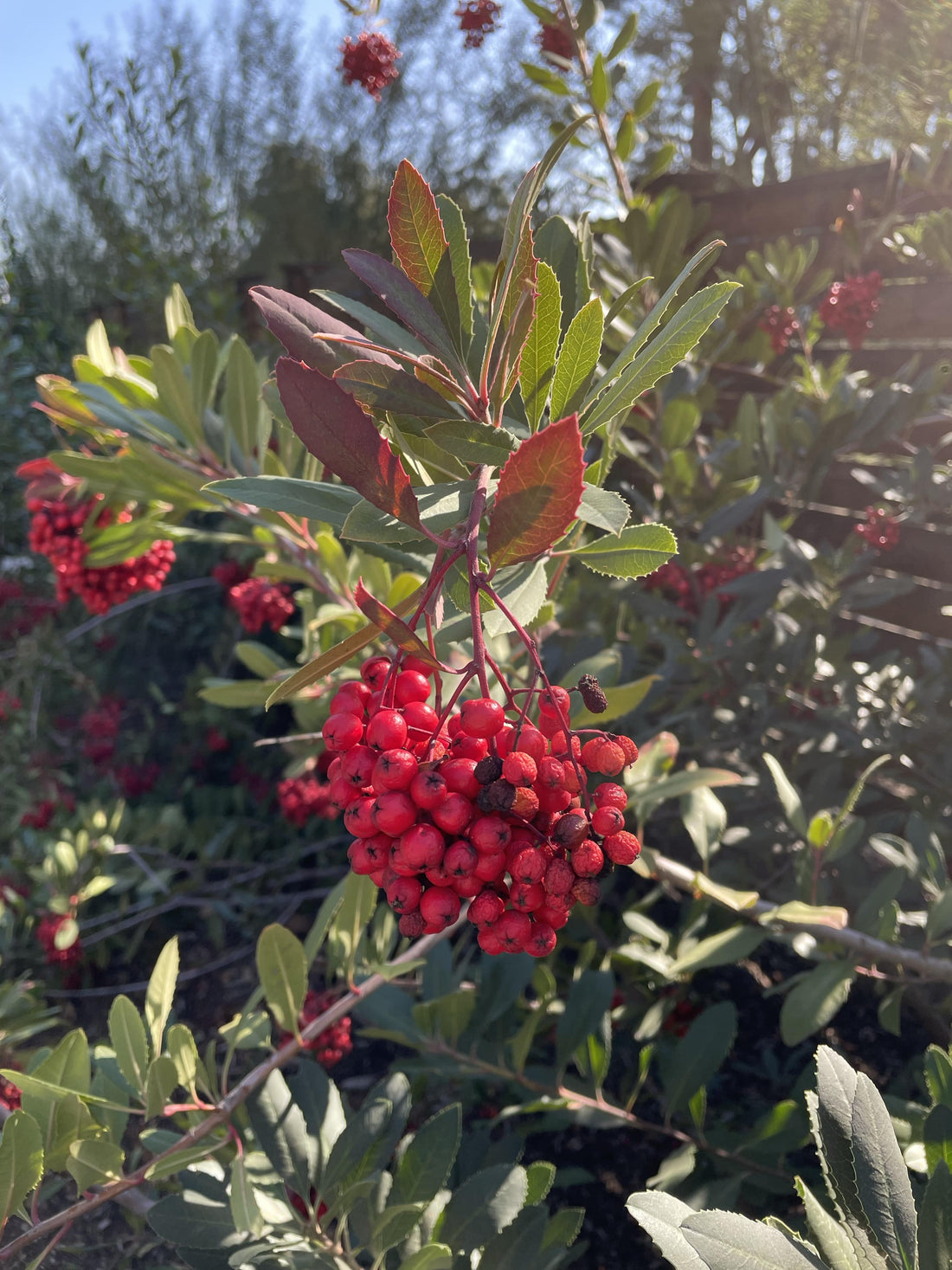Heteromeles arbutifolia, Toyon Red Berries