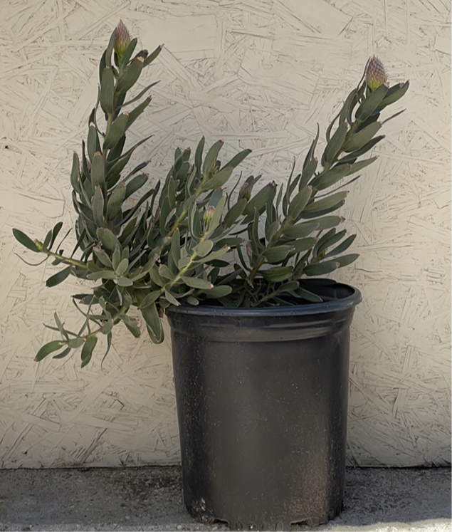 Leucospermum Brandi