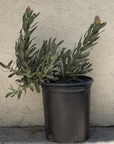 Leucospermum Brandi