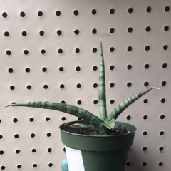 Sansevieria cylindrica Boncel