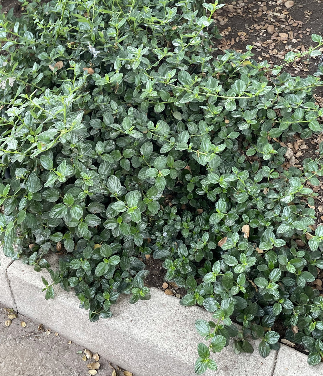 Ceanothus g.h.'Yankee Point'