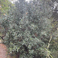 Heteromeles arbutifolia, Toyon Foliage by Plant Material