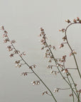 Heuchera rubescens ‘Yosemite’