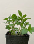Organic Thai Basil  - Please call shop for availability