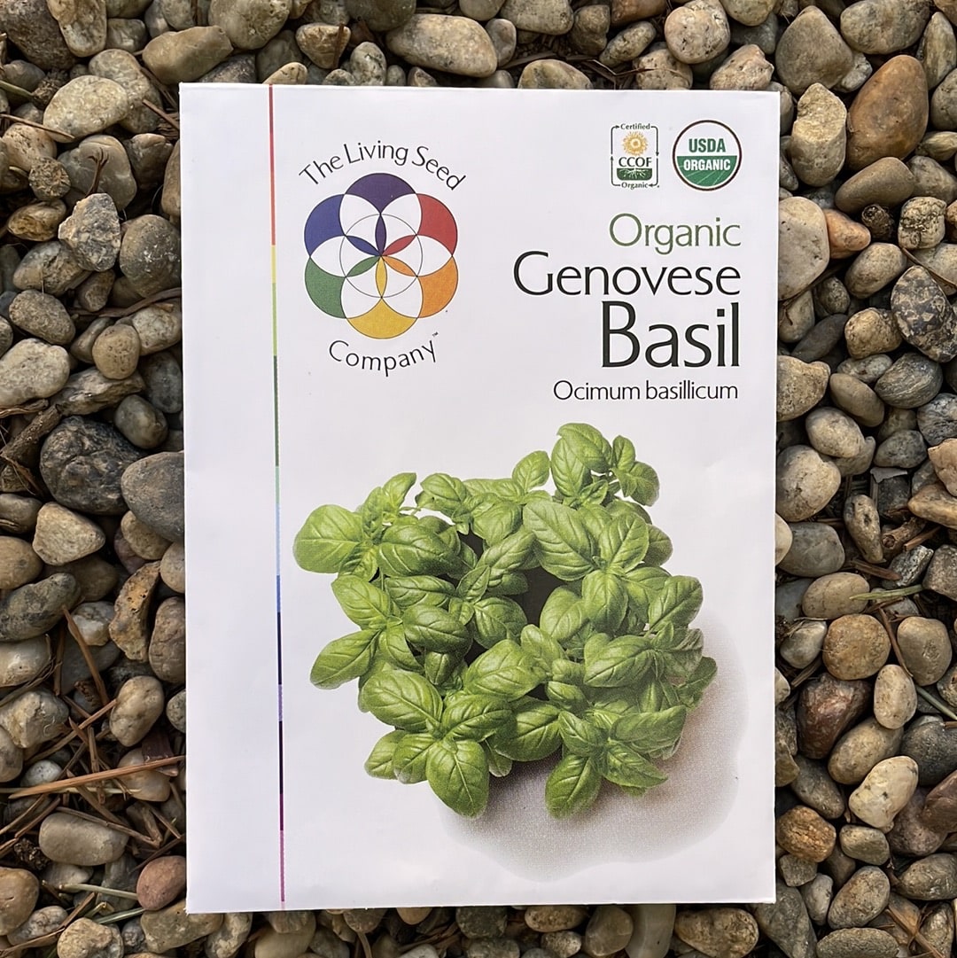 Organic Genovese Basil - Ocimum basilicul Seed Pack
