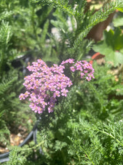 plant material image