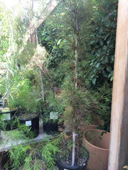 Grevillea 'Bonfire'
