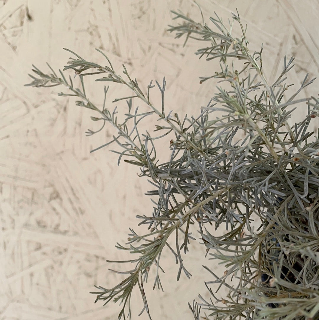 Artemisia californica 'Montara'