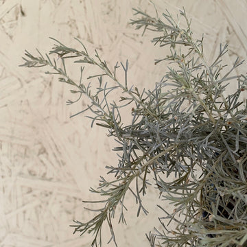 Artemisia californica 'Montara’
