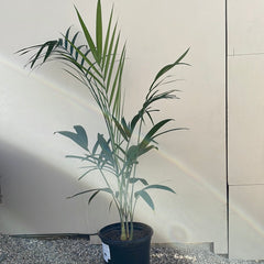 Chamaedorea radicalis Tree Form,