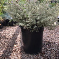 Westringia  fruticosa ‘Smokey’