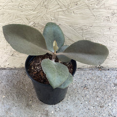 Kalanchoe orgyalis ‘Copper Spoons’