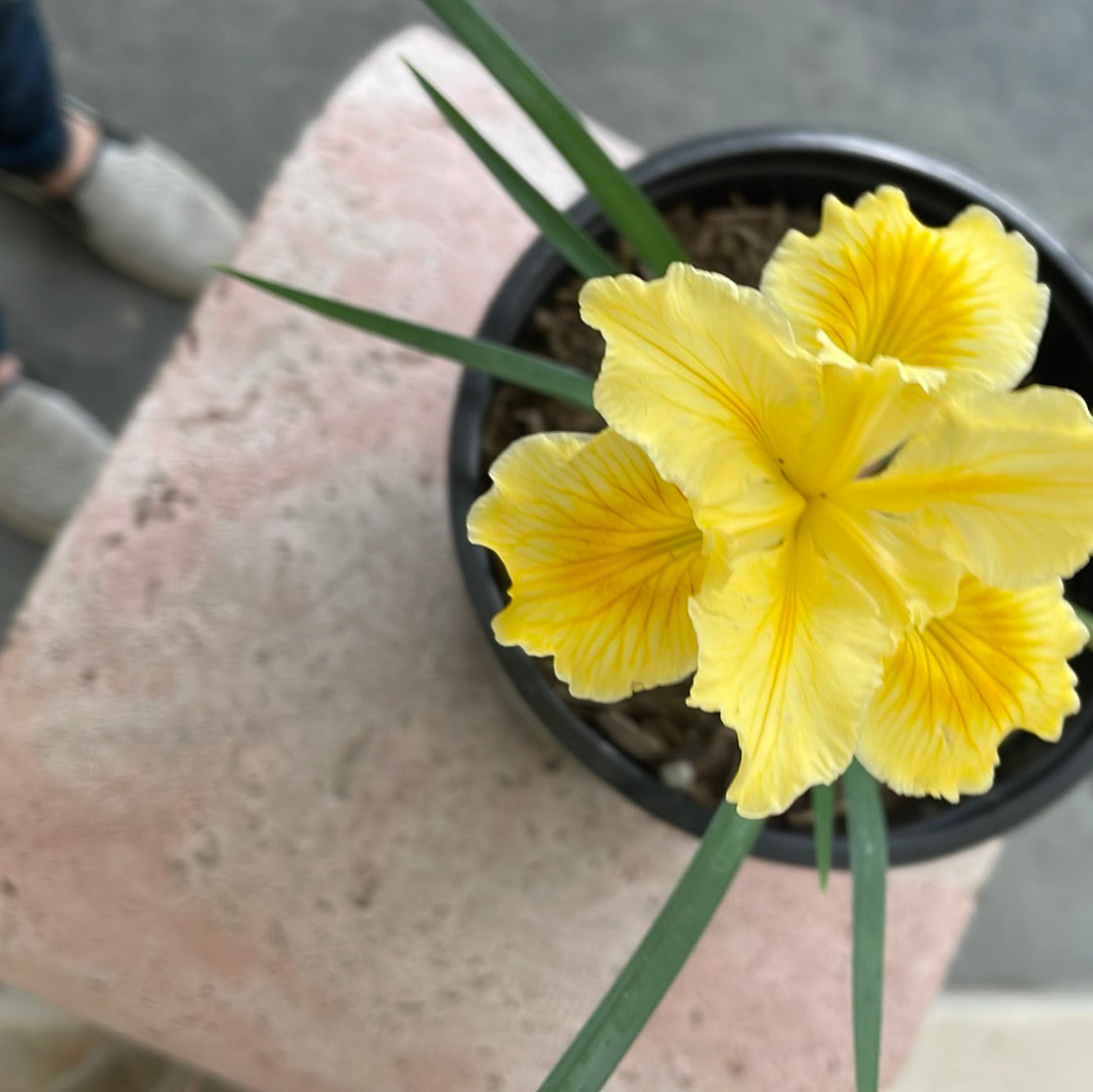 Iris douglasiana, Yellow