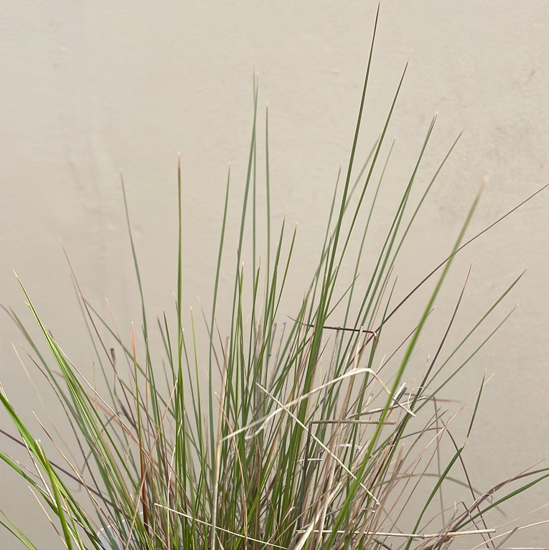 Stipa lepida, Small Flowered Needlegrass