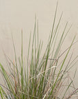 Stipa lepida, Small Flowered Needlegrass