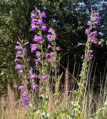 Penstemon spectabilis, Showy Penstemon Purple Flowers