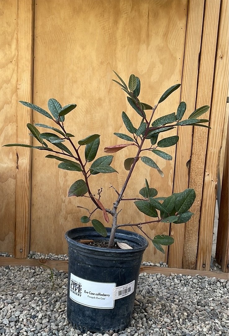 Frangula californica 'Eve Case' (coffeeberry) 1 Gallon Pot