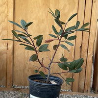 Frangula californica 'Eve Case' (coffeeberry) 1 Gallon Pot