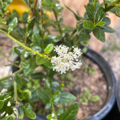 Ceanothus thyrsiflorus 'Snow Flurry' White Flower