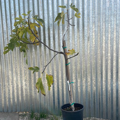 Conadria Fig