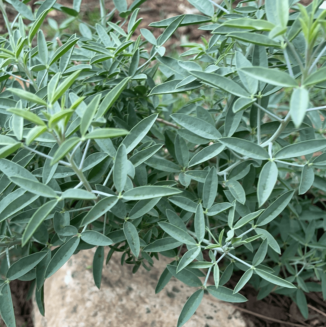 Isomeris arborea, Cleome isomeris (bladder pod) leaves by Plant Material