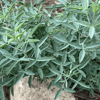 Isomeris arborea, Cleome isomeris (bladder pod) leaves by Plant Material