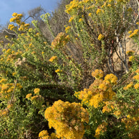 Isocoma menziesii, Menzies goldenbush Flowers
