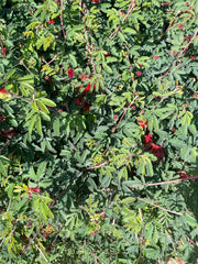 plant material shot