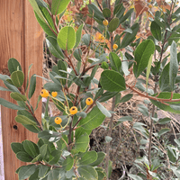 Heteromeles arbutifolia 'Davis Gold' Toyon Foliage and Berries